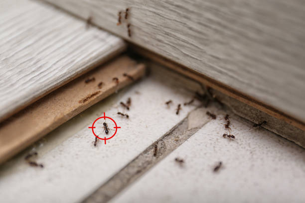 Best Commercial Pest Control Services  in South Hutchinson, KS