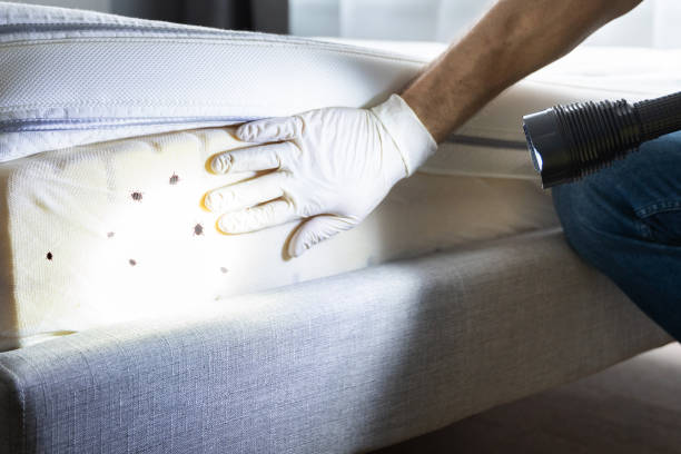 Best Emergency Pest Control  in South Hutchinson, KS