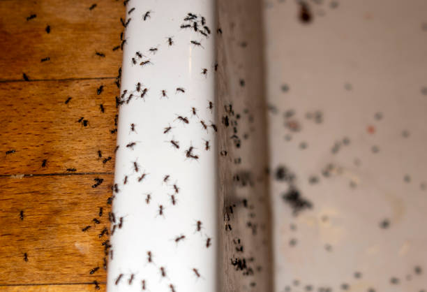Best Ant Control Services  in South Hutchinson, KS