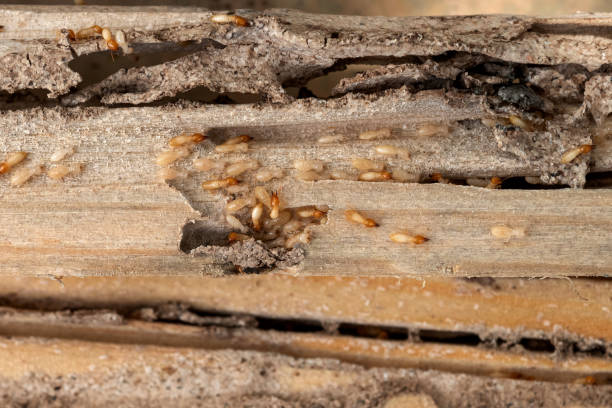 Best Best Pest Control Companies  in South Hutchinson, KS